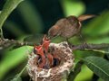Pictures of animals in Thailand
